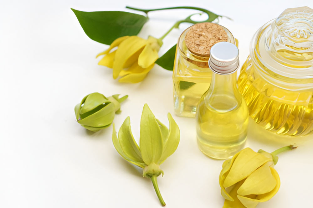 Buy Fragrant and Perfume Exotic Flower Plants Online