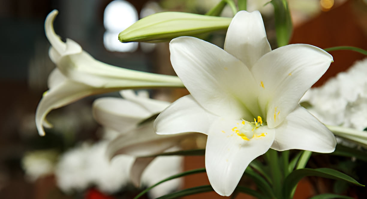 Philippine native flowers Online Delivery