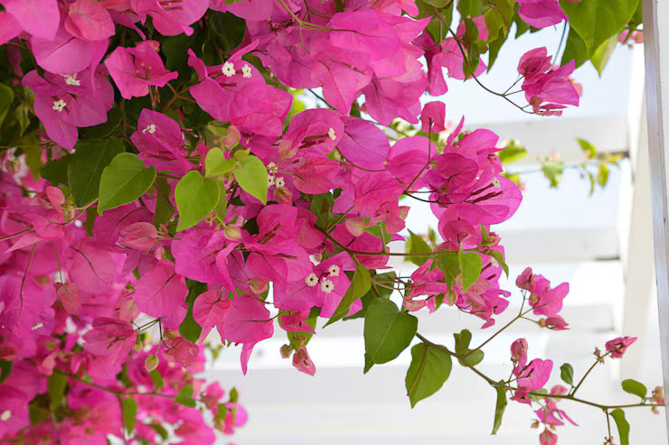 Send bougainvillea tropical garden flowers to Philippines