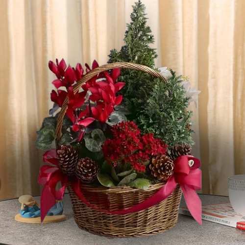 - Christmas Decoration Plants Gift Delivery