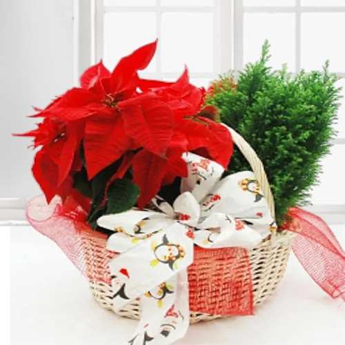 - Poinsettia And Mini Christmas Tree Gift Basket