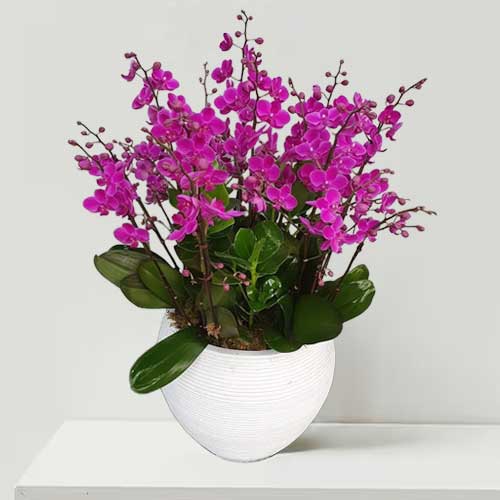 Send A Plant For Mother's Day